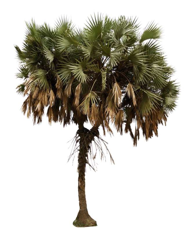 African Palm Tree